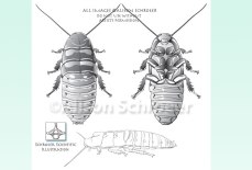 Hissing Cockroach Illustration - Gromphadorhina-portentosa